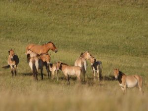 Przewalski's Horse herd in steppe grassland, Mongolia