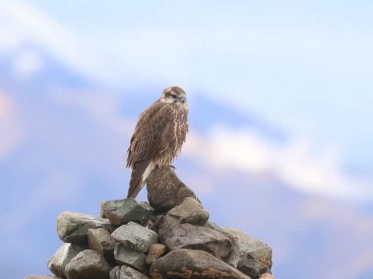 Saker perched on rocks in Mongolia