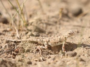 Tuva Toad-head Agama on sandy ground in Mongolia
