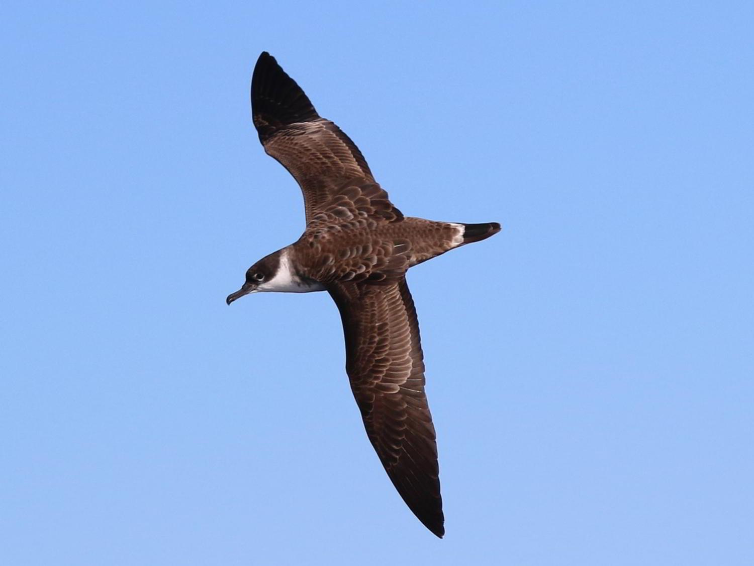 Great Shearwater flying through a blue sky, the Algarve