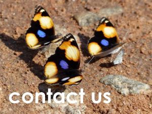 contact us web button