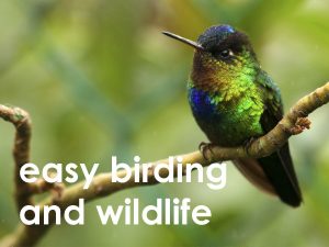 easy birding web button