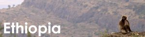 Ethiopia web button