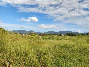 field with hills in the background, Trinidad