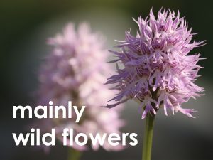 mainly flowers web button