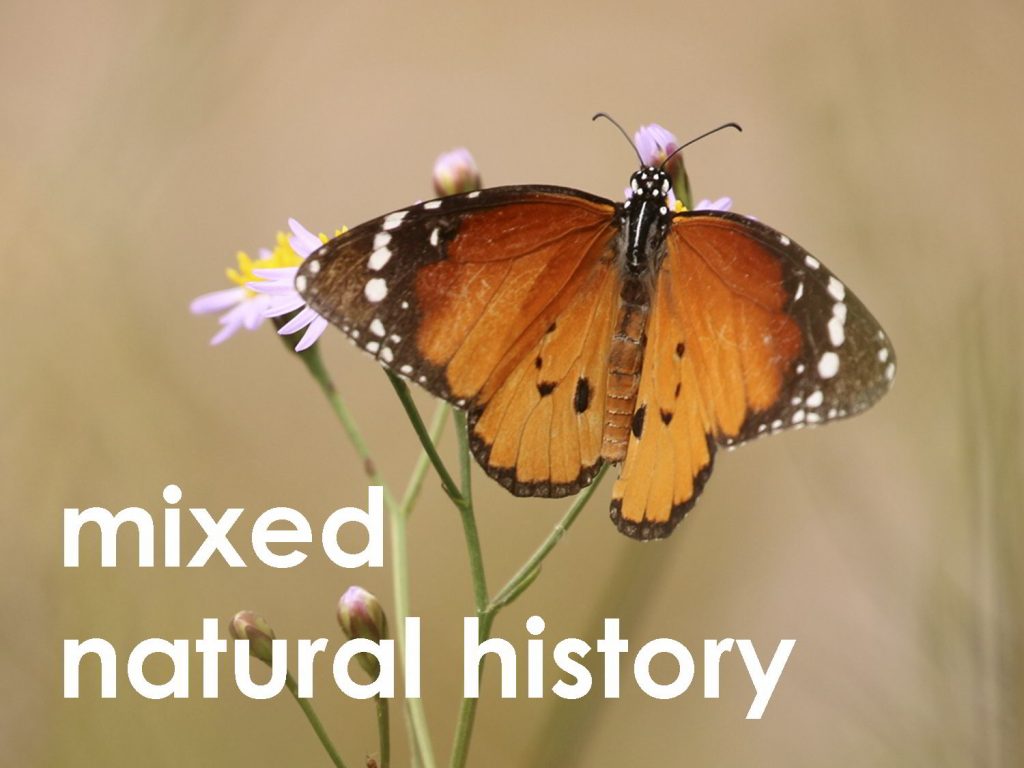 natural history web button