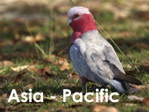 Asia Pacific web button