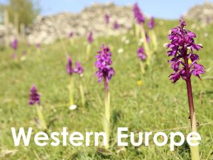 Western Europe web button