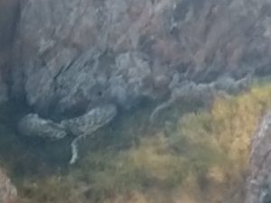 Three Snow Leopards laying on the ground in Mongolia
