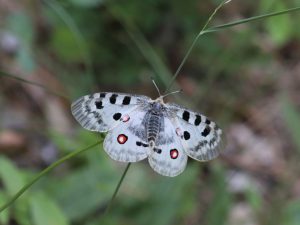 Apollo perched on a stem, Vercors