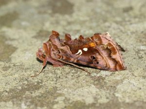 Beautiful Golden Y on lichen, Norfolk