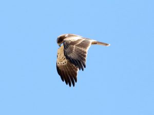 Booted Eagle hovering in a blue sky, Portugal