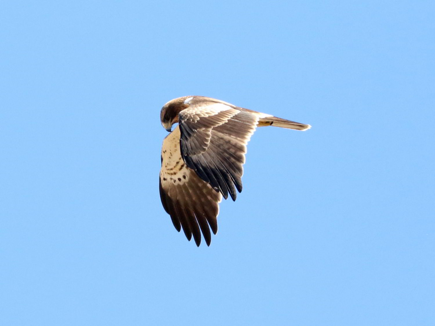 Booted Eagle hovering in a blue sky, Portugal
