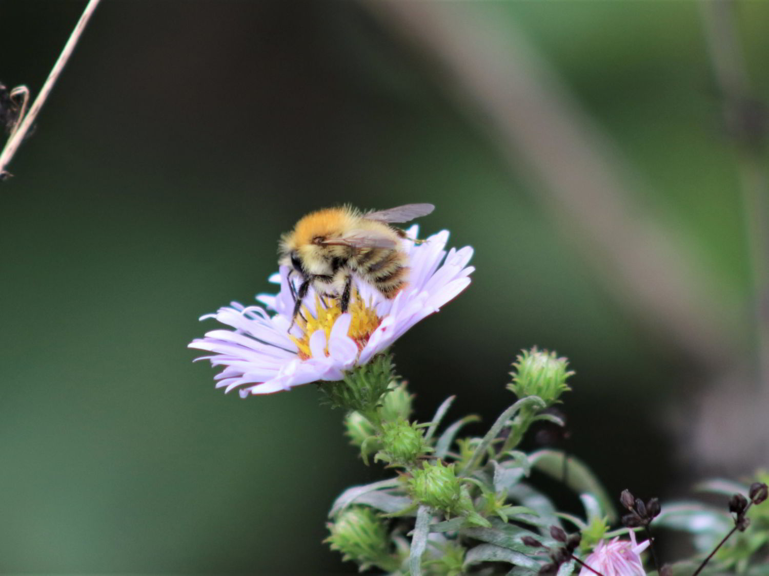 Brown-banded Carder Bee feeding on a flower