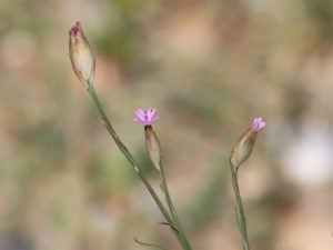 Childing Pink flowers in Sussex