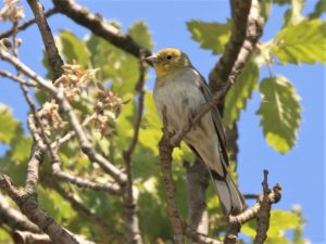Cinereous Bunting perched in a tree in Lesvos