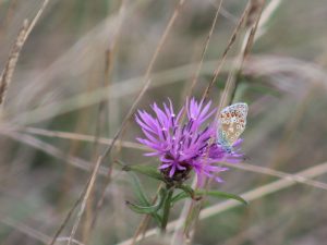 Common Blue feeding on Greater Knapweed
