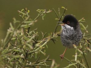 Cyprus Warbler singing from a shrub