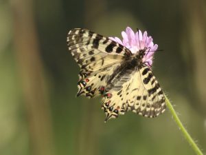 Eastern Festoon feeding on pink flower in Lesvos