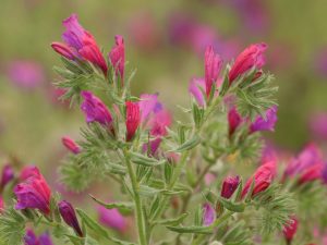 pink Echium plantagineum flowers in Almeria