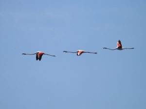 three Greater Flamingoes flying through blue skies in Lesvos