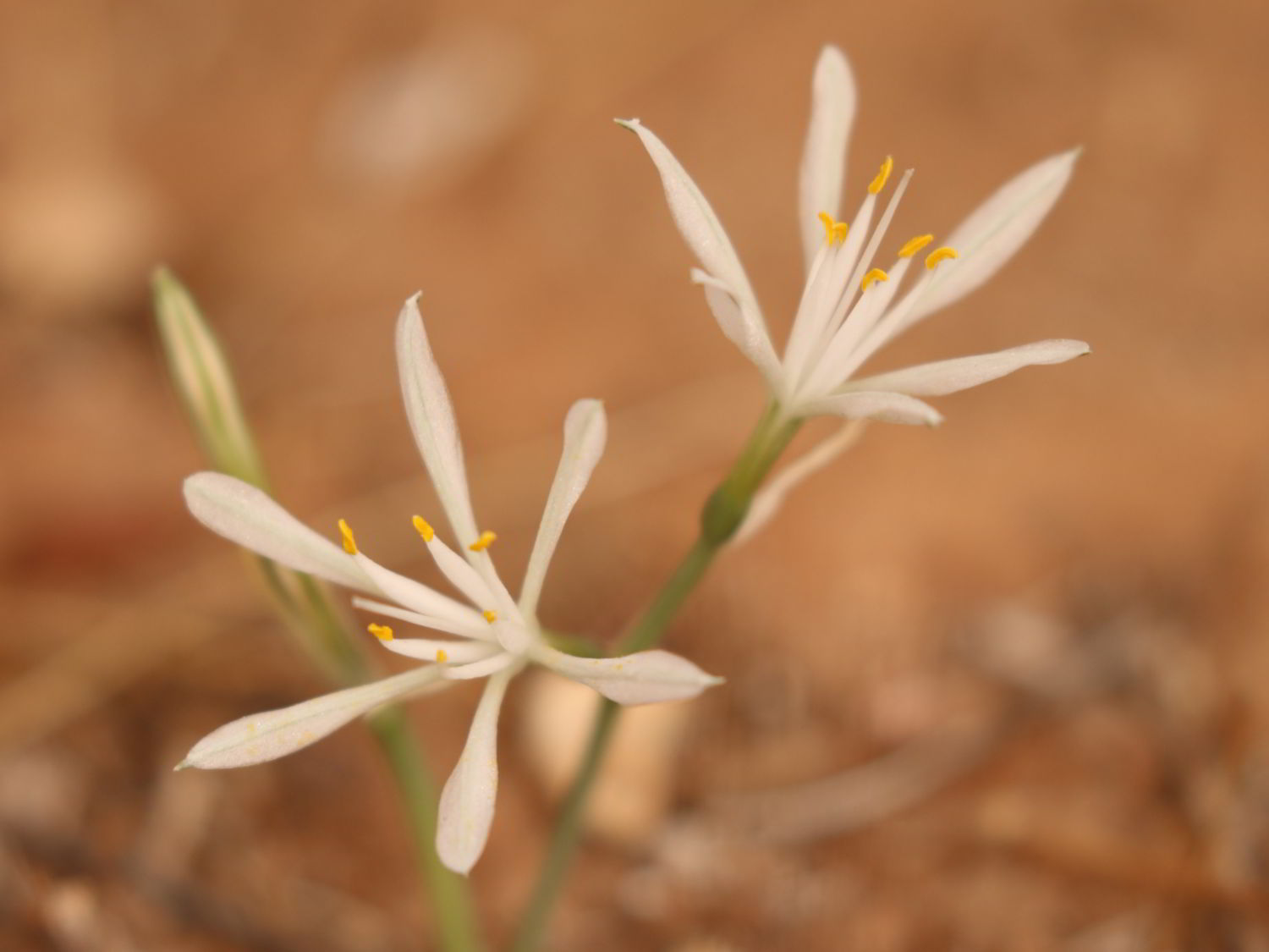 close up of Hannonia hesperidum flowers in Morocco