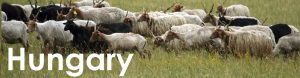 Hungary web button