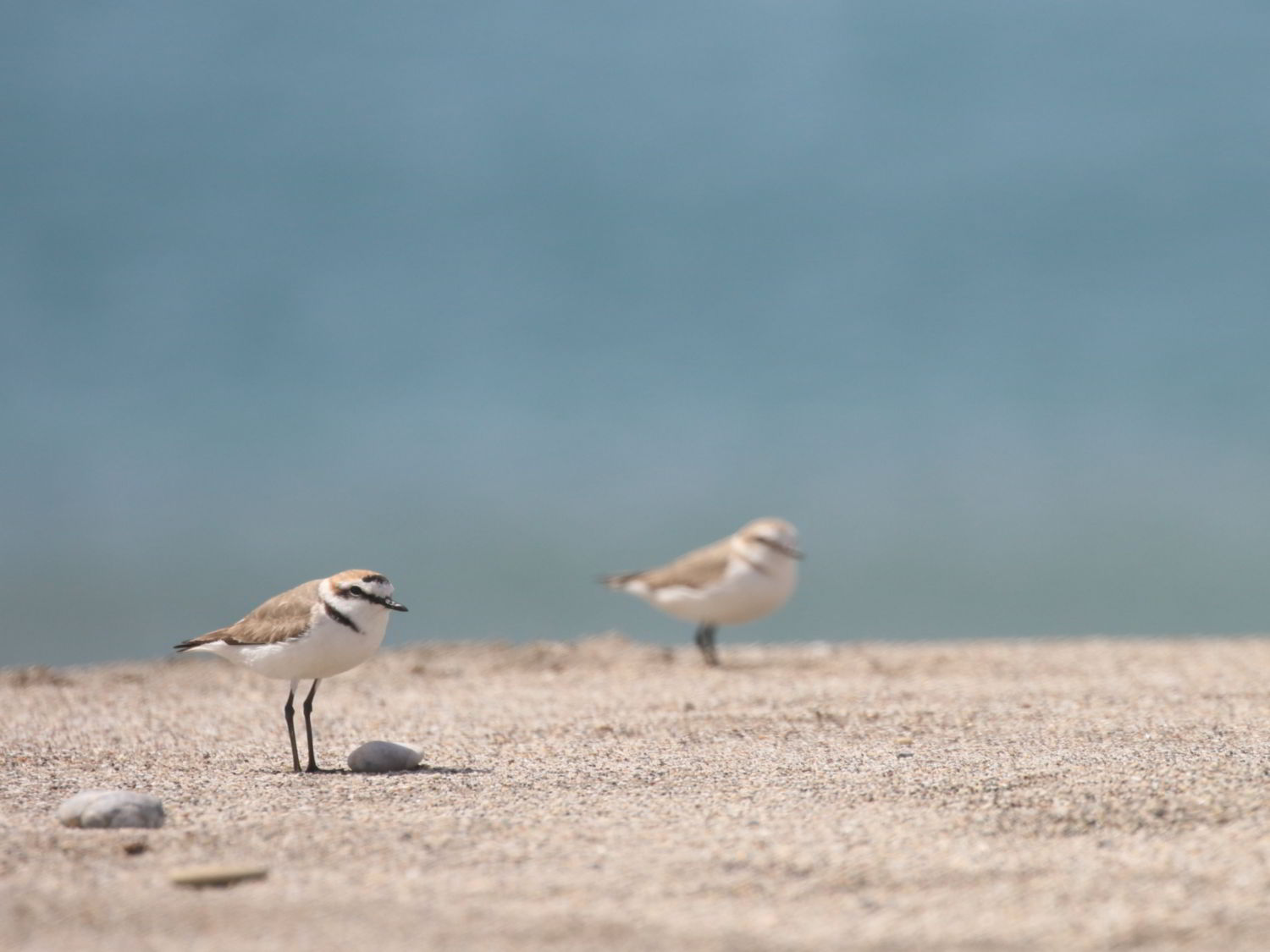 two Kentish Plovers on the sand in Almeria