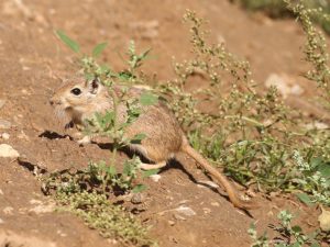 Mongolian Jird among vegetation in Mongolia