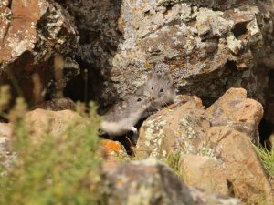 two Mongolian Mountain Voles among rocks in Mongolia