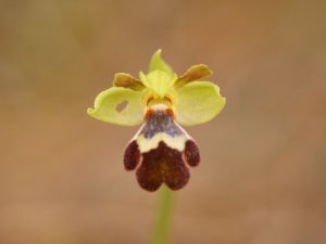 close-up of Ophrys omegaifera ssp. israelitica flower