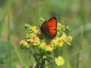 Purple-edged Copper feeding on Euphorbia in the Vercors