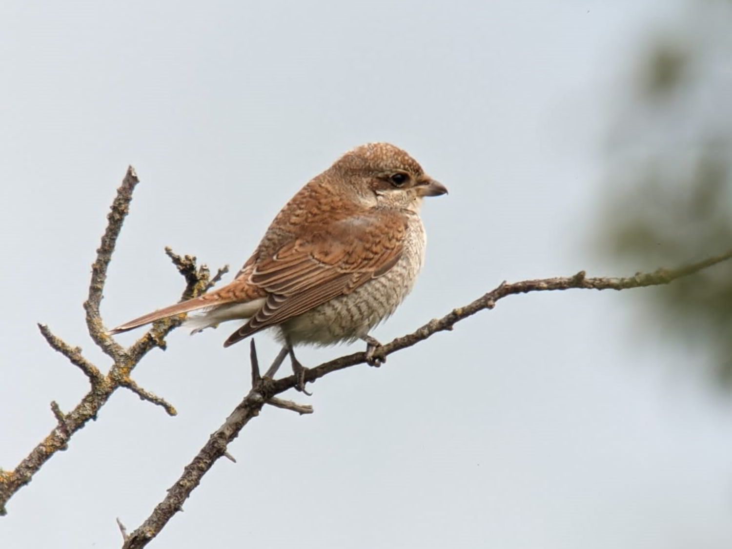 Red-backed Shrike perched on a twig in Dorset