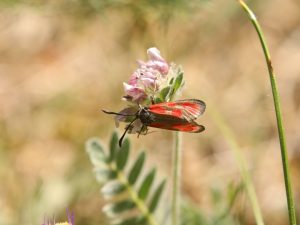 Slender Scotch Burnet feeding on pink flowers, Cevennes