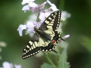 Swallowtail feeding on pink flowers, Norfolk