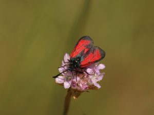 Transparent Burnet feeding on pink flowers in Cevennes