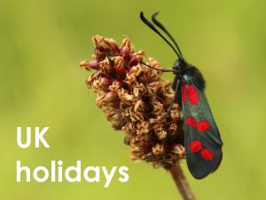 uk holidays web button