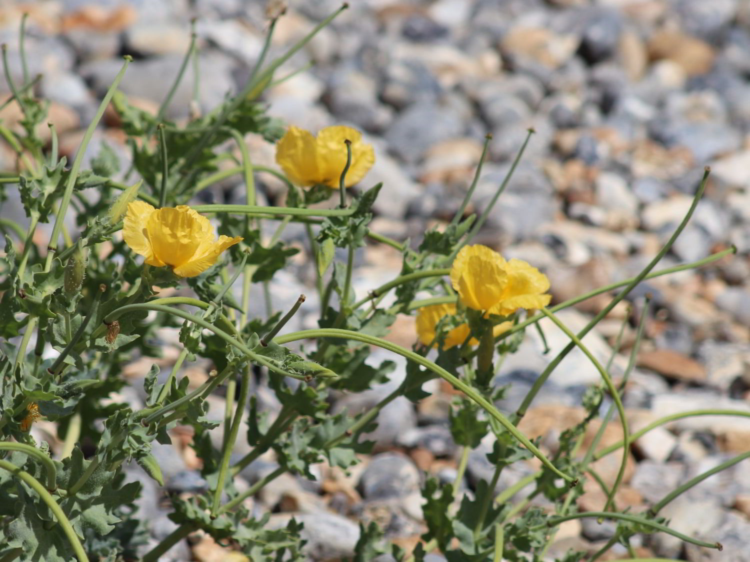 Yellow-horned Poppy flowers in front of a vegetated bank, Sussex