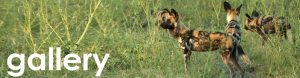 Botswana gallery we button