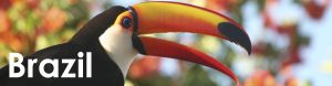 Brazil web button