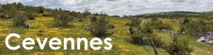 Cevennes web button