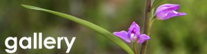 Cevennes photo gallery web button