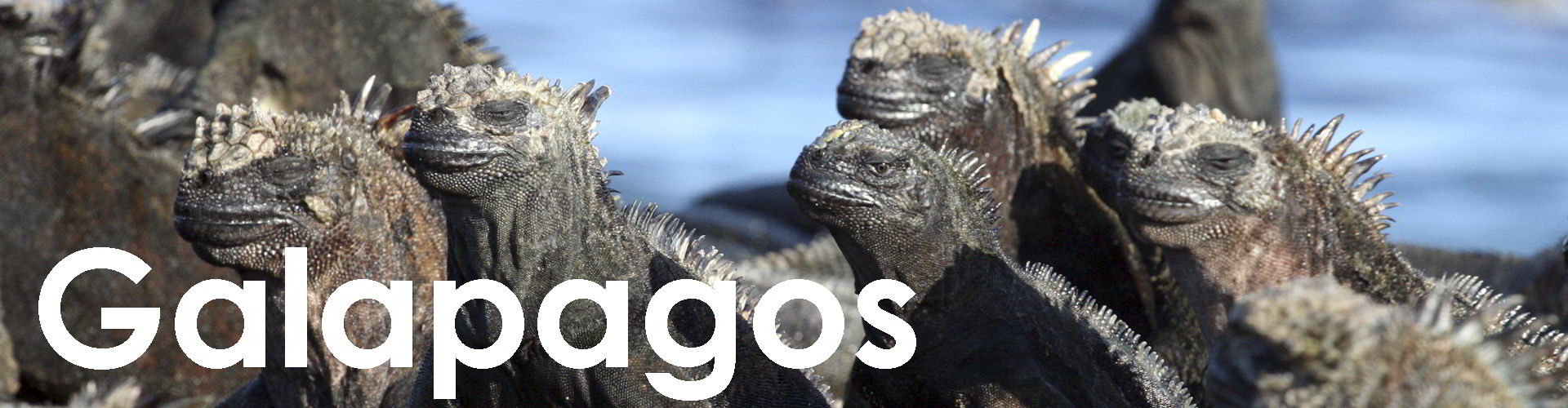 Galapagos web button