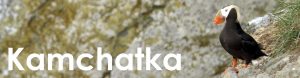 Kamchatka web button