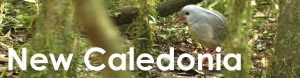 New Caledonia web button
