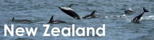 New Zealand web button