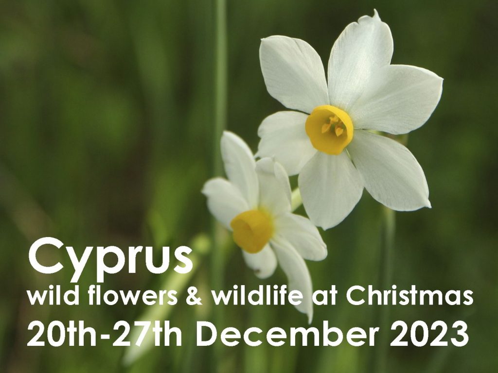 Cyprus December 2023 web button