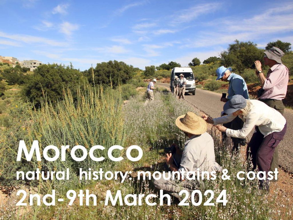 Morocco 2024 web button