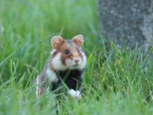 Common Hamster in short grass next to a gravestone in Vienna