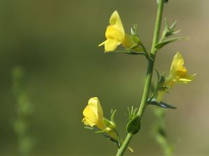 yellow flowers of Linaria genistifolia in Austria